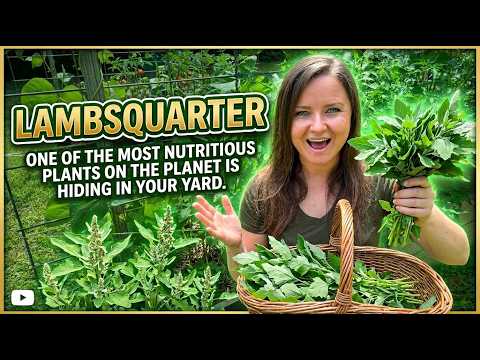 Lambsquarters, One of The Most Nutritious Plants on the Planet is Hiding in Your Yard!