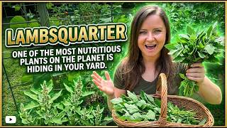 Lambsquarters, One of The Most Nutritious Plants on the Planet is Hiding in Your Yard!