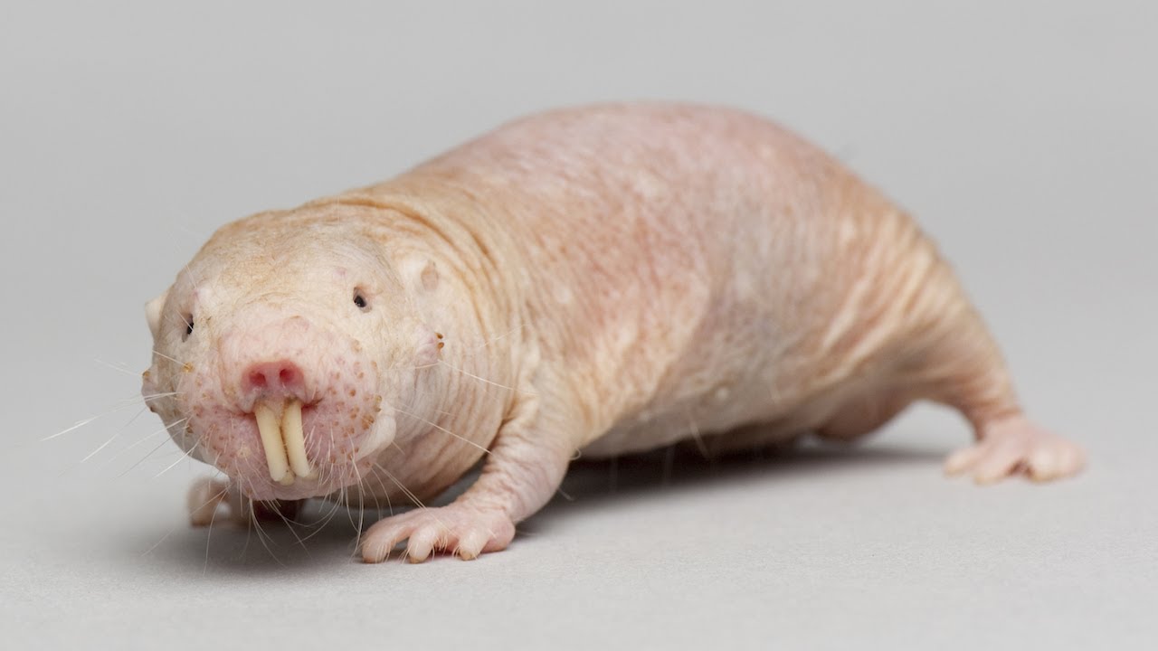 Naked Mole Rat Is Evolutionary Hero Curious Creatures YouTube