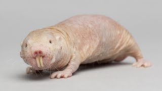 Naked Mole Rat Is Evolutionary Hero - Curious Creatures