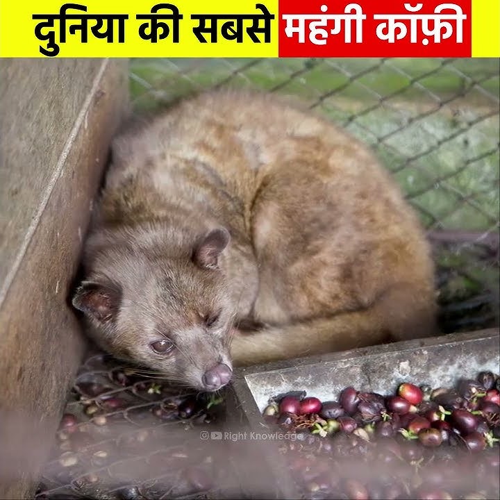 बिल्ली🐈की पोटी💩से बनती हे कॉफ़ी☕😱#shorts
