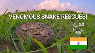Two dangerous Spectacled cobras and a deadly Russell's viper rescue!