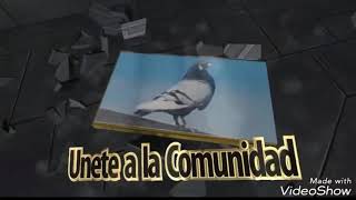 Palomas hembras en Vuelo: Seguimos dándole caña a la negrita #Palomos Ladrones @PalomeandoaTope