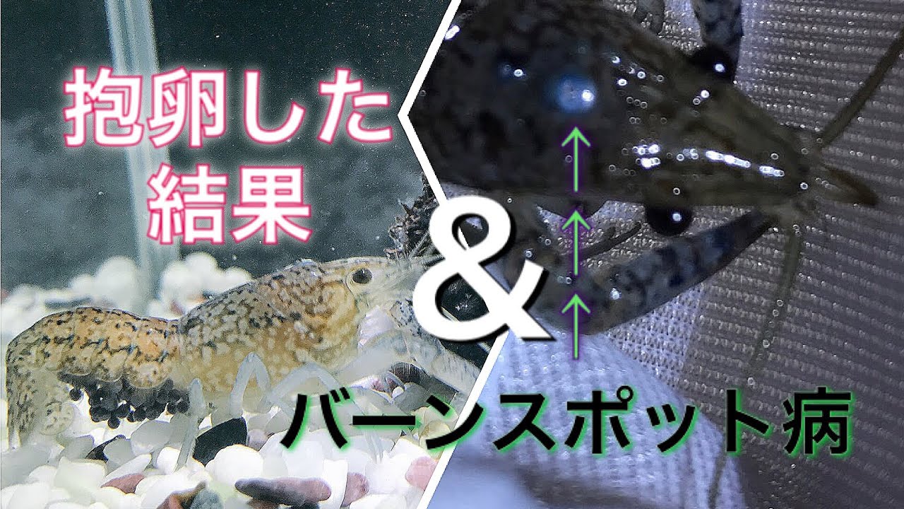 ザリガニの抱卵結果とバーンスポット病 ミステリークレイフィッシュ Youtube