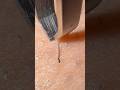 #plucking #satisfying #tweezers #pimple #ingrownhair #hairremoval #extraction #毛抜き #satisfyingvideo