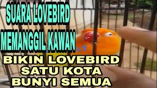 SUARA LOVEBIRD MEMANGGIL KAWAN,BIKIN LOVEBIRD SATU KOTA BUNYI BERSAHUTAN#Vloger Ndeso#Vloger LAMPUNG