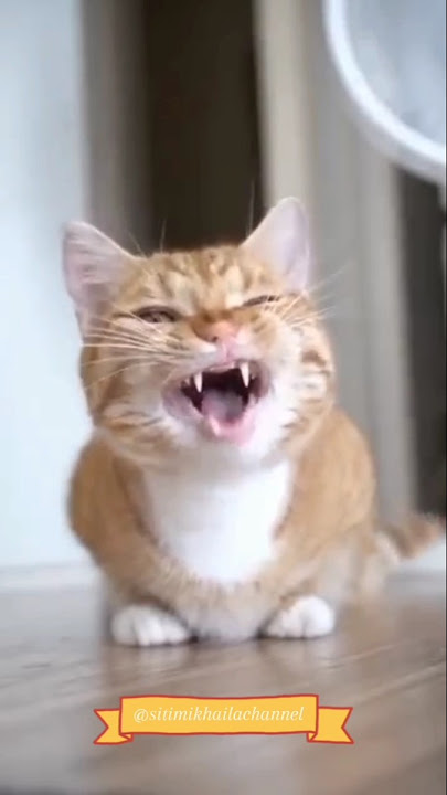 Kucing pakai masker🐱#cat #kitten #funny #comedy