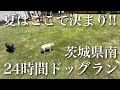 【24時間ドッグラン】茨城県で犬と遊ぶならここ!(ウチ)