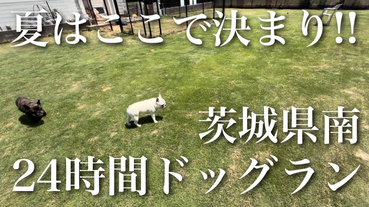 【24時間ドッグラン】茨城県で犬と遊ぶならここ!(ウチ)