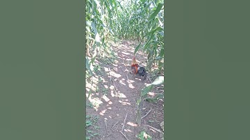 gà rừng mã vàng đẹp trai.qaib qus daj zoo nkauj