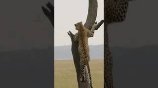Leopard Climbing Up The Tree  #wildlife #leopard #shortsafrica #animal #masaimara