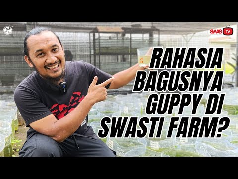 Ternak Ikan Guppy Di Galon Le Mineral