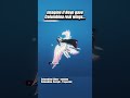 IMAGINE IF COLUMBINA COULD FLY WITH HER WINGS #genshinimpact #columbina