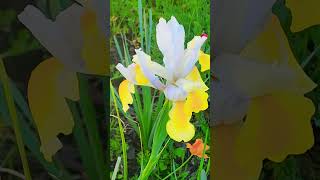 Spring Season family nature spring