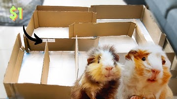 DIY Guinea Pig Maze Race! Pet Experiment