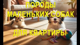 ТОП-5 ЛУЧШИХ ДЛЯ АЛЛЕРГИКОВ ПОРОД МАЛЕНЬКИХ СОБАК ДЛЯ КВАРТИРЫ