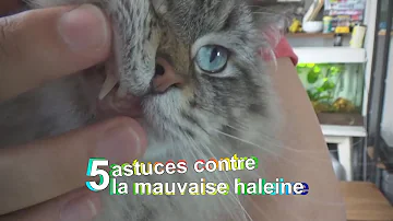 Pourquoi L Haleine Des Chats Sent Le Poisson Pourquoi L Haleine Des Chats Sent Le Poisson