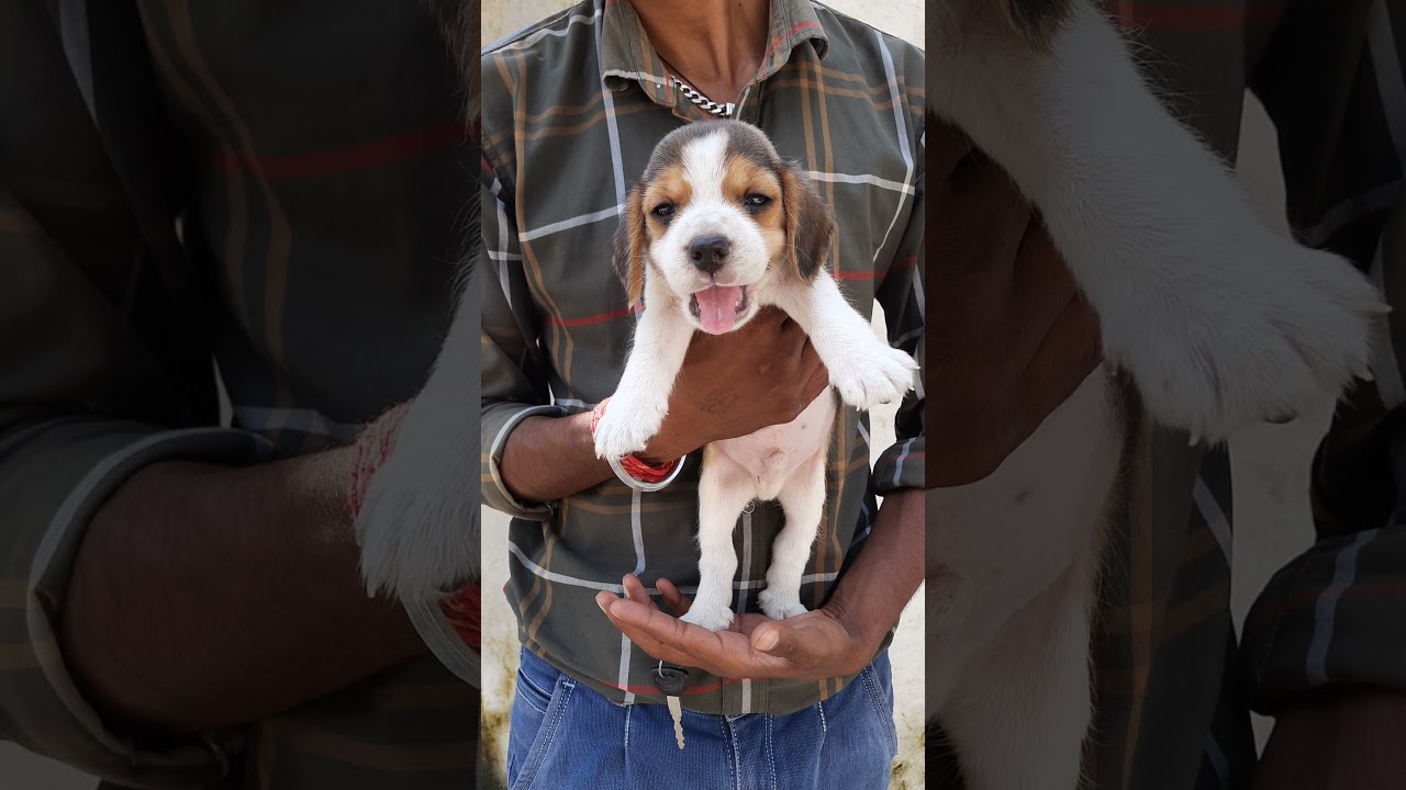 Pet care Dog Beagle puppy for sale 8650006680 in Dehradun uttarakhand