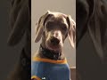 Dog is mad. #funny #pets #dog #dogshorts #funnyvideo #doglove #funnyvideo
