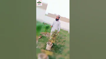 Hafiz Muhammad Asif Qadri Jamia Ul Habib 