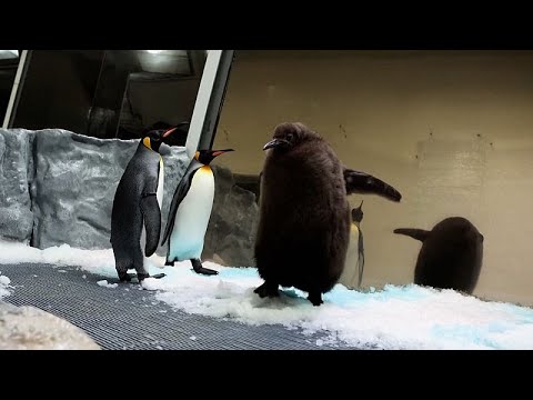 أستراليا البطريق العملاق بيستو يسرق القلوب في أكواريوم سي لايف ملبورن