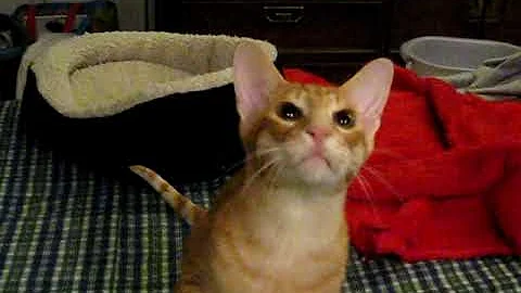 Watch the video about Peterbald Cat, Peterbald Cats, Peterbald Kitten, Russian Peterbald playing fetch