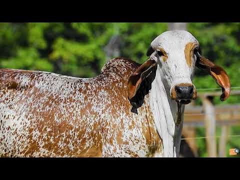LOTE 09   SSAF 291