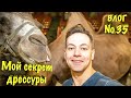 Мой секрет дрессуры | Шимпанзе украла рюкзак | Ремонт