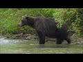 Kamchatka. Brown bear (Wild Edens: Russia)