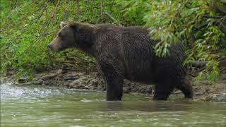 Kamchatka. Brown bear (Wild Edens: Russia)