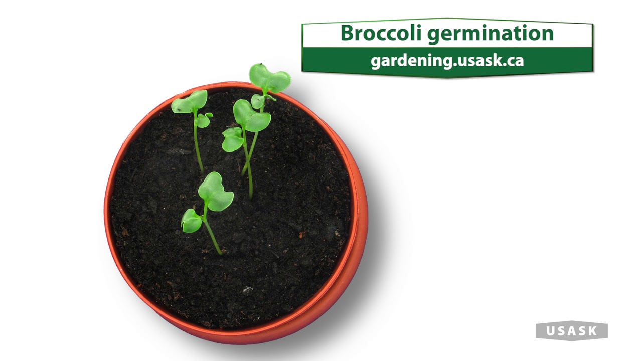 Broccoli germination YouTube
