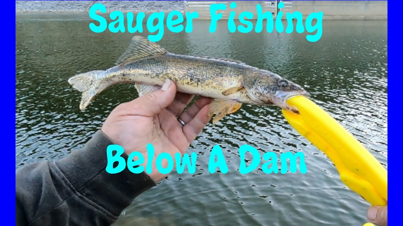 Fishing for Sauger Below A Dam The Fall Run Is Starting YouTube