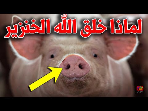 فيديو: لماذا تتجذر أعضاء الخنازير في البشر