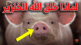ستُذهل عندما تتعرف على سـر خلق الخنزير ولماذا حرم الله تعالى أكله على البشر؟ الإجابة غير متوقعة!