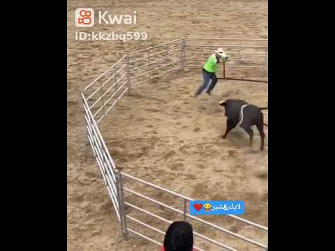 بيكا مي لاف ضحك ههههههه