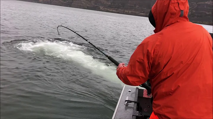 Oversize Sturgeon catch and release