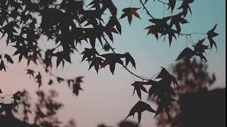 Relajate 5 Segundos Sonido De Viento