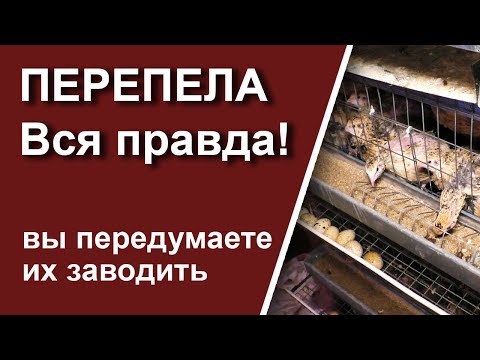 Перепела содержание разведение и клетки содержание в домашних условиях