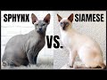 Sphynx Cat VS. Siamese Cat の動画、YouTube動画。