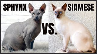 Sphynx Cat VS. Siamese Cat