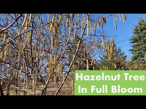 Hazelnut Tree In Full Bloom