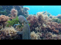 Pesca submarina San Vicente Galicia // underwater fishing spain
