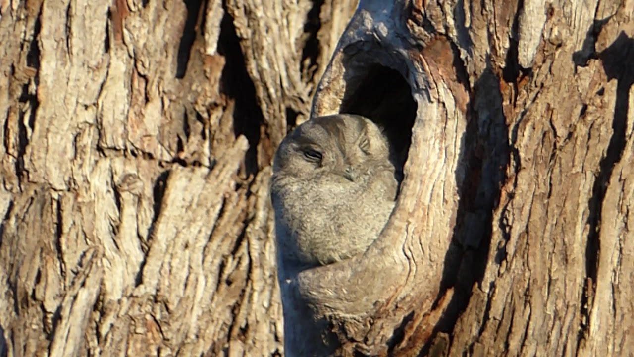 owlet nightjar in tree hollow 