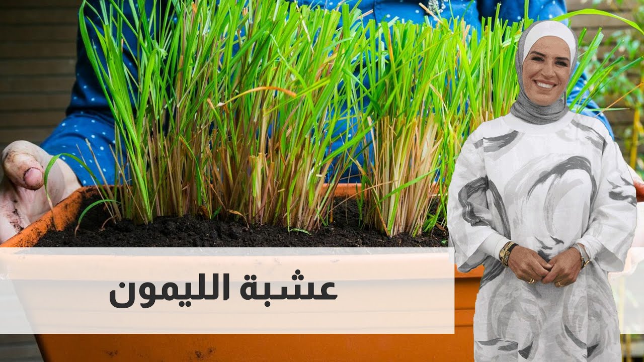 !!كيف ممكن  تزرع  عشبة الليمون في منزلك