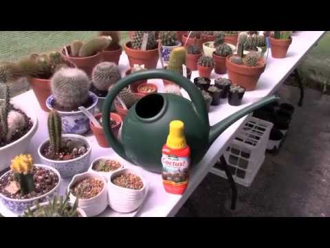 Video: Fertilizers For Cacti And Succulents. How To Feed Cacti Video: Fertilizers For Cacti And Succulents. How To Feed Cacti