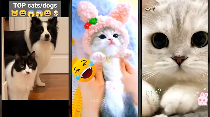 Watch the video about Cat Funny Videos 😾 Funny Cat Videos 😼 #cathouse Ep 9315