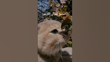 اكتب شيء تؤجر عليه يوم القيامة 😴❤️#قران_كريم #اللهم_صل_وسلم_على_نبينا_محمد #ارح_قلبك #آيات_الرحمة