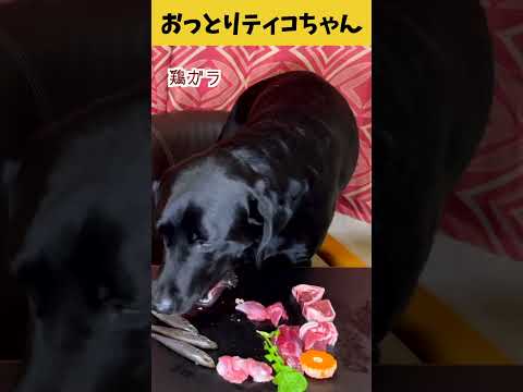 【ASMR おっとりティコちゃん20】鶏ガラやこあじをバリバリ食べるおっとりティコちゃんの咀嚼音/Raw Feeding Dogs asmr #shorts #爆速レミちゃん #asmr