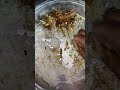 chicken ভাত 🍚🍗