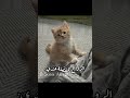الروائح المفضلة عندي:😾💦#اكسبلور #music #موفكرتي #ترند #احبكم #shorts #like #subscribe #fyp #fypシ #l